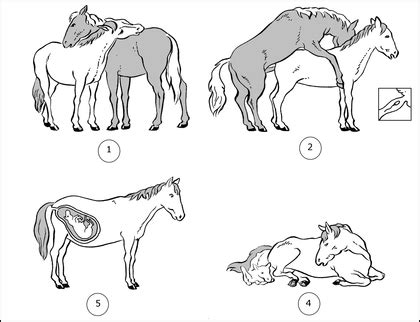 Anatomie reproductive et comportement d'accouplement des chevaux .